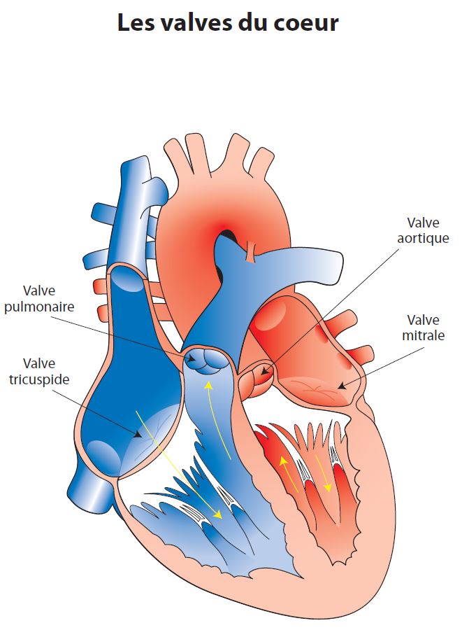 Valvulopathie  Fondation des maladies du cœur et de l'AVC